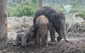 Jungle Safari In Nepal - Animals - VIDEOTIME.COM