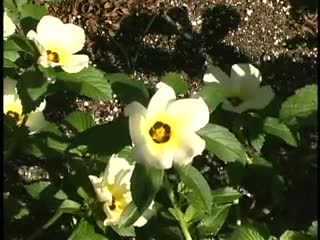 Time Lapse Blooming Flowers