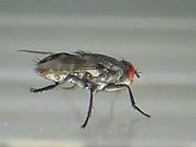 Flesh Fly Cleaning Itself (Sarcophaga Carnaria)