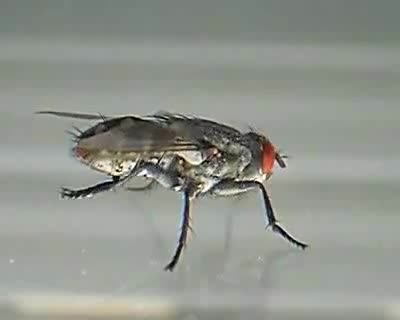 Flesh Fly Cleaning Itself (Sarcophaga Carnaria)