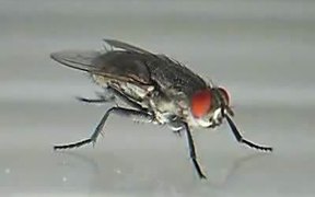 Flesh Fly Cleaning Itself (Sarcophaga Carnaria) - Animals - VIDEOTIME.COM