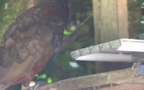 A Parrot - Animals - VIDEOTIME.COM