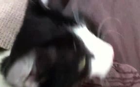 Black & White Cat - Animals - VIDEOTIME.COM