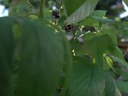 Bees Pollinating Raspberries