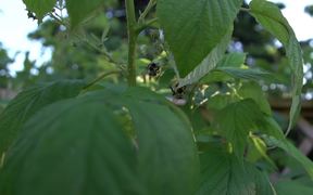 Bees Pollinating Raspberries - Fun - VIDEOTIME.COM