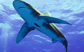 Shooting Sharks: Oceanic Whitetips - Tech - VIDEOTIME.COM
