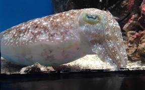 Visiting Sunshine Aquarium - Animals - VIDEOTIME.COM