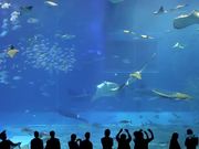 Beautiful Aquarium with a Variety of Inhabitants