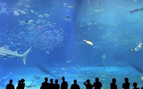 Beautiful Aquarium with a Variety of Inhabitants - Music - VIDEOTIME.COM