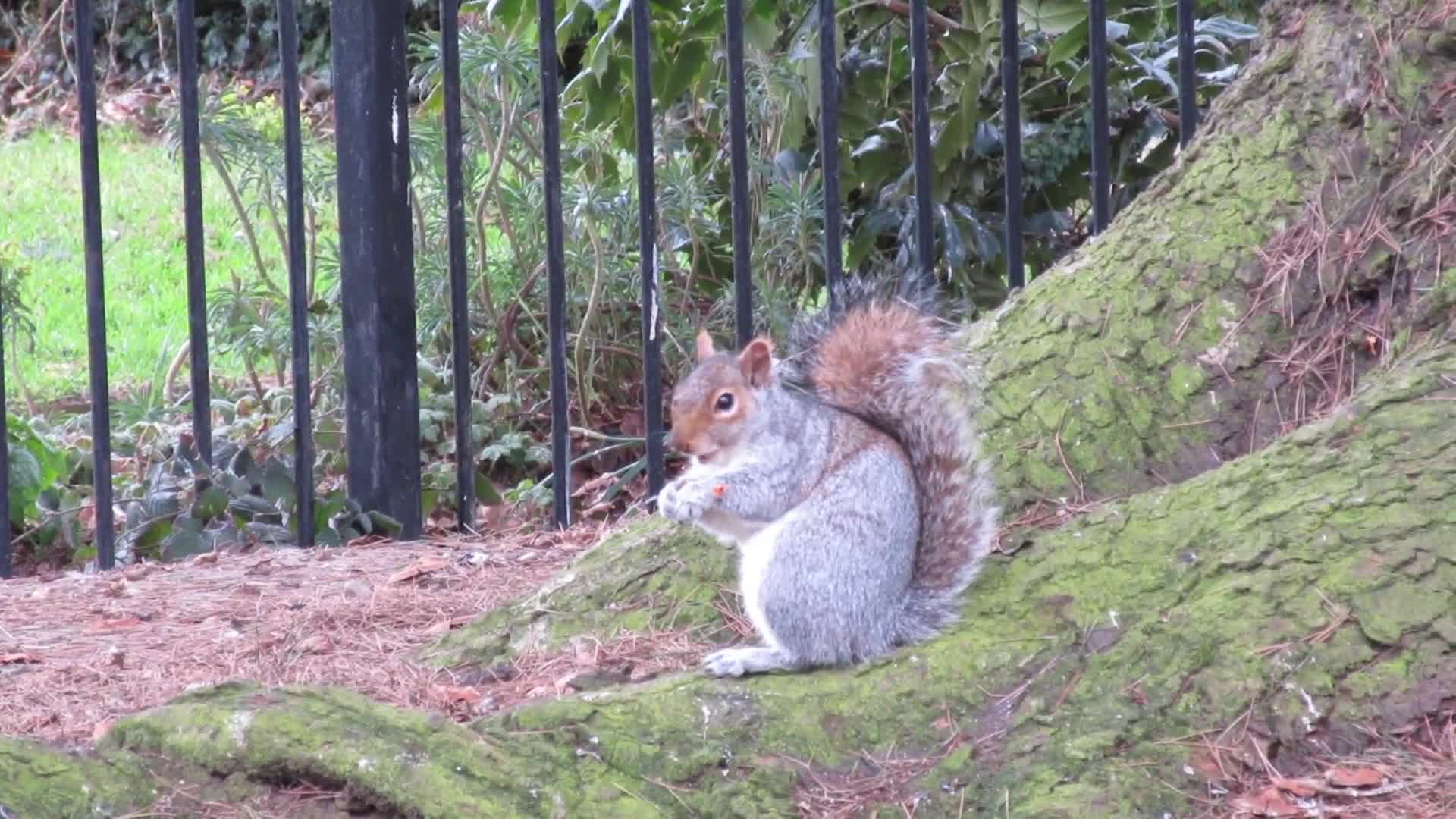 Watching a Feeding Squirrel
