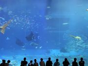Beautiful Aquarium with a Variety of Inhabitants