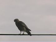 The Hawk on Electric Wires