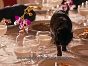 Loto Libanais Video: Black Cats on Holiday