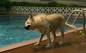 Bailey Swims - Animals - VIDEOTIME.COM