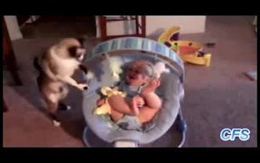 Puppies with Kittens - Animals - VIDEOTIME.COM