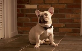 Doritos Commercial: Puppy Dad - Commercials - VIDEOTIME.COM