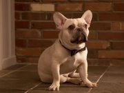 Doritos Commercial: Puppy Dad