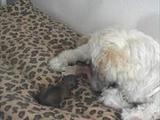 Juliet Gives Birth to 7 Puppies