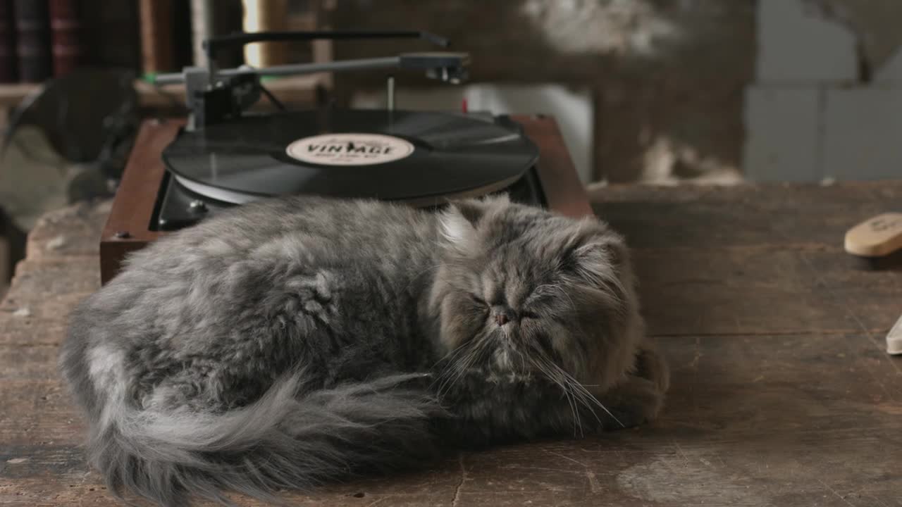 Pepe Jeans Commercial: Authentic Vintage Cat