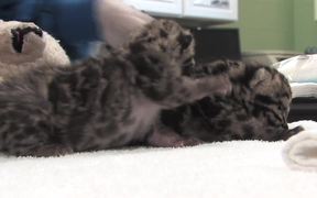 Clouded Leopard Cubs - Animals - VIDEOTIME.COM