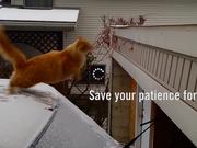 GSA Campaign: Patience: The Short-cut-cat!