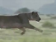 GSA Campaign: Patience: Zebra Attacks Lion