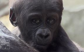 Gorilla Babies - Animals - VIDEOTIME.COM