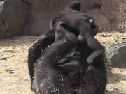 Gorilla Babies