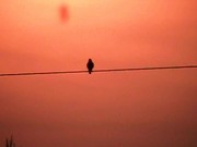 Bird On a Wire - Morning