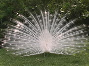 Sarasota Jungle Gardens - White Peacock