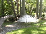Sarasota Jungle Gardens - White Peacock