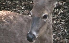 Virginia White-Tail Doe Chewing Her Cud - Animals - VIDEOTIME.COM