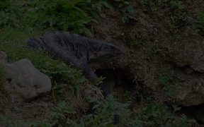 Headbanging Iguanas - Animals - VIDEOTIME.COM