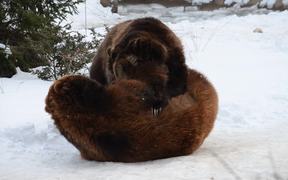 A Pair Of Playful Bears - Animals - Videotime.com