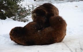 A Pair Of Playful Bears