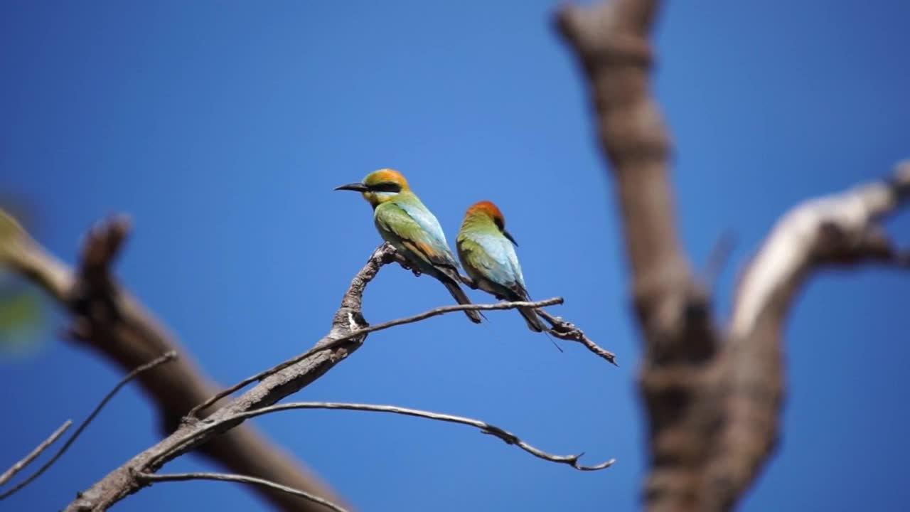 A Pair Of Birdies