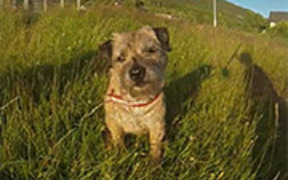 Border Terrier - Loppa’s Summer Holiday - Animals - VIDEOTIME.COM