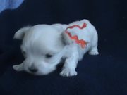 5 Sweet Maltese Puppies (4-5 weeks old) - Animals - Y8.COM