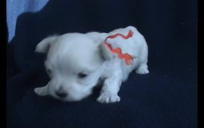 5 Sweet Maltese Puppies (4-5 weeks old) - Animals - Videotime.com