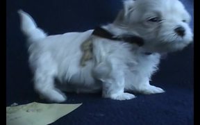 5 Sweet Maltese Puppies (4-5 weeks old) - Animals - VIDEOTIME.COM