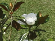 Magnolia Tree Blossom