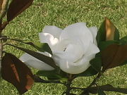 Magnolia Tree Blossom