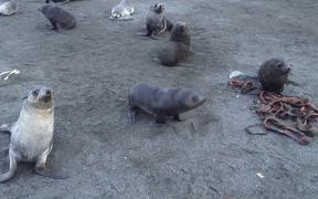Seals at Right Whale Bay - Animals - VIDEOTIME.COM