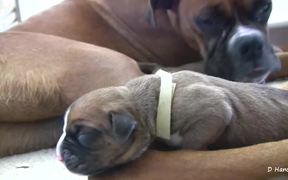 Boxer's Two-Day-Old Puppies in HD