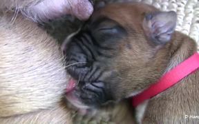 Boxer's Two-Day-Old Puppies in HD - Animals - VIDEOTIME.COM