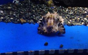 Visiting Sunshine Aquarium 2 - Animals - VIDEOTIME.COM
