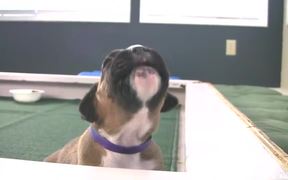 Boxer Puppies Howl in HD - Animals - VIDEOTIME.COM