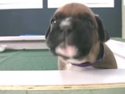 Boxer Puppies Howl in HD
