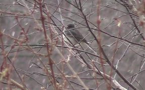 Snow and Bird - Animals - VIDEOTIME.COM