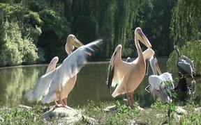 Pelican - Animals - VIDEOTIME.COM